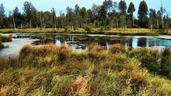 Уникальные болота в Солнечногорском районе взяли под особую охрану