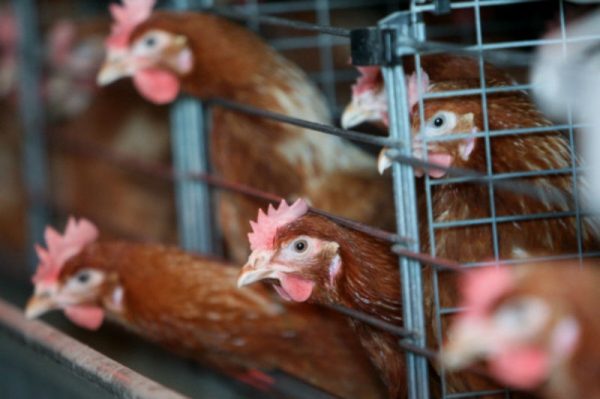 Новых очагов птичьего гриппа на фабрике в Сергиево-Посадском районе не обнаружили