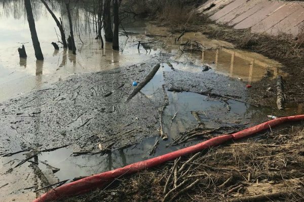 Результаты проб воды из пруда в Домодедово будут известны в течение пяти дней