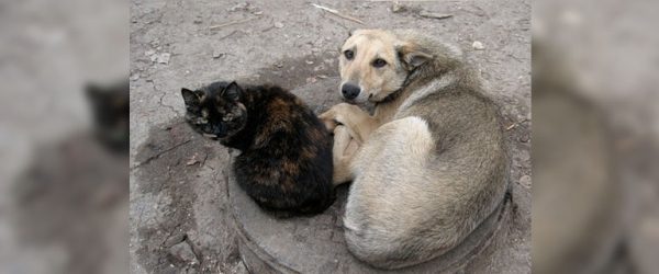 
			
												
				Более 1 млн рублей потратят в Солнечногорске на отлов бродячих животных