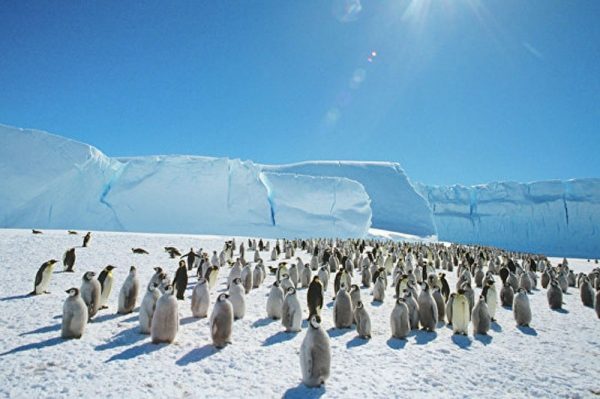Австралийские ученые пересчитали пингвинов в Антарктиде