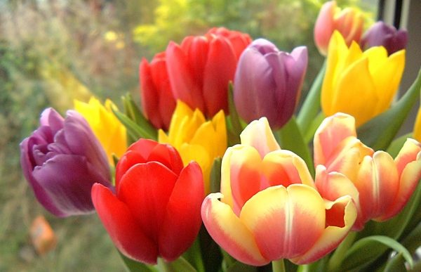 В преддверии Международного женского Дня 8 марта в Солнечногорске открылись дополнительные точки продажи цветов