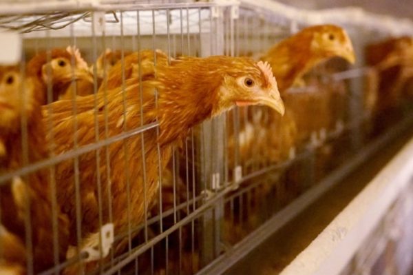 Курицы умирают на заводе в Сергиево-Посадском районе