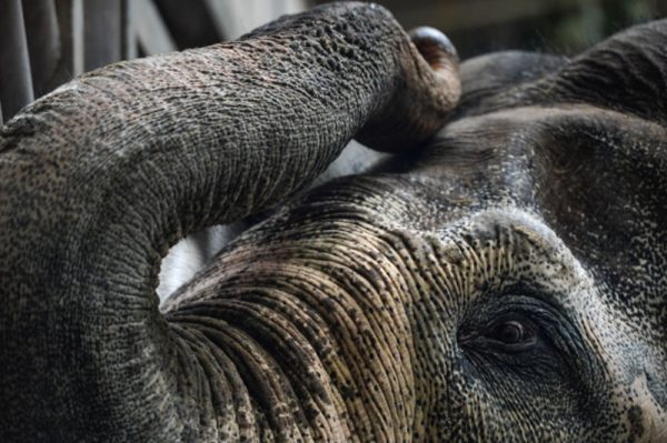 В Непале дикий слон стал причиной гибели двух человек