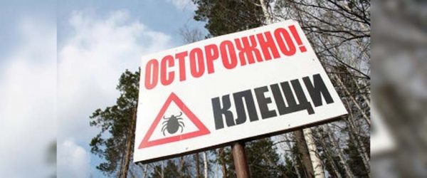 
			
												
				Более 170 случев укусов клещей зарегистрировали в Подмосковье с начала сезона
