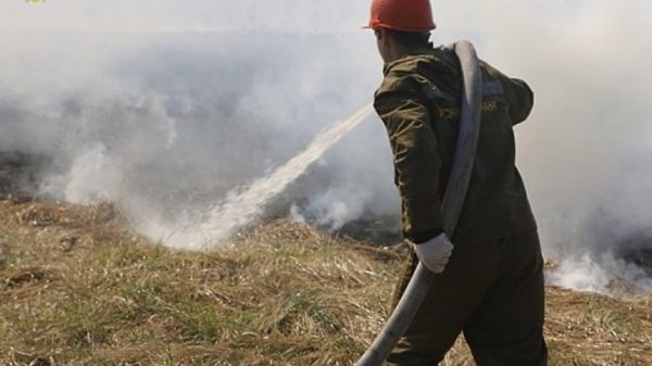 Лесной пожар в Луховицах потушен