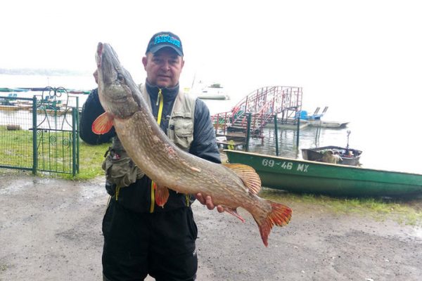 В День рыбака на озере Сенеж выловили щуку весом почти 11 килограммов