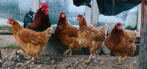 
			
												
				Россельхознадзор обнаружил в Солнечногорском районе опасную курятину