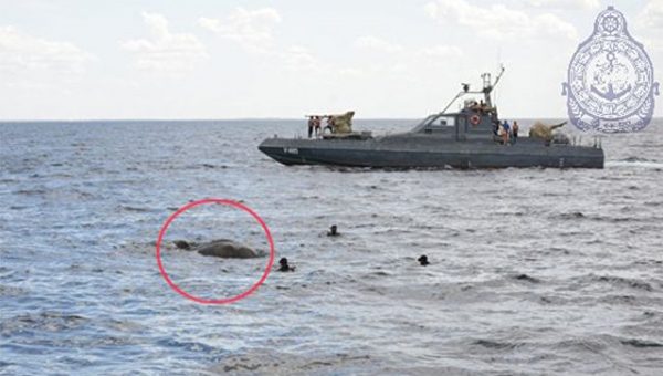 ВМС Шри-Ланки спасли унесенного в море слона