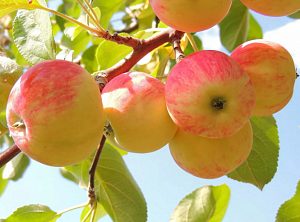 Ярмарка «Яблочный спас» пройдёт в Химках