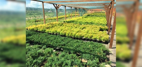 
			
												
				Фермер в Солнечногорском районе хочет сделать самый большой в мире тематический лабиринт из растений