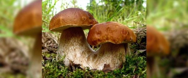 
			
												
				Как не отравиться грибами?