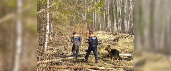 
			
												
				Спасатели и волонтеры отыскали в лесах Подмосковья 153 человека