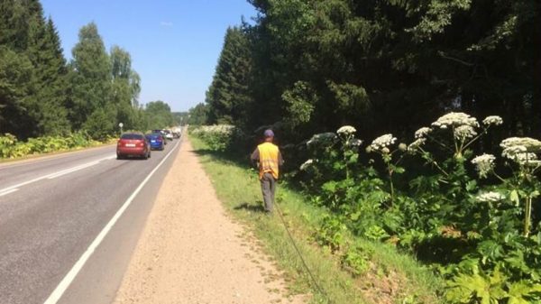 Не менее 500 км обочин автодорог в Подмосковье очистят от борщевика до октября