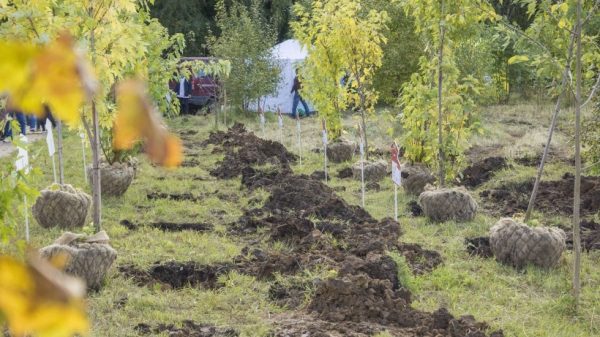 Аллею по принципу «парк за час» создали в Химках на акции «Наш лес. Посади свое дерево»
