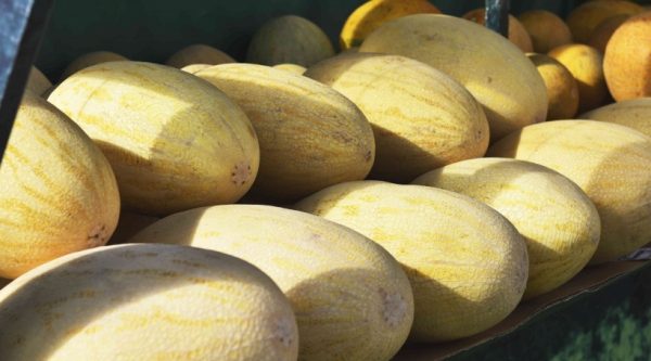 Около 10 тысяч тонн арбузов и дынь продали в Подмосковье с начала сезона