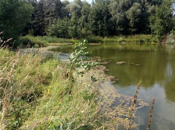 Минэкологии Подмосковья зафиксировало нарушения водоохранного законодательства в Ленинском районе