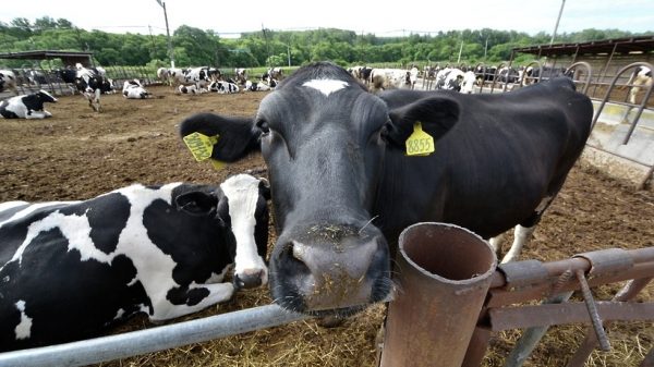 Порядка 16 заброшенных молочных ферм реконструируют в Подмосковье до конца года