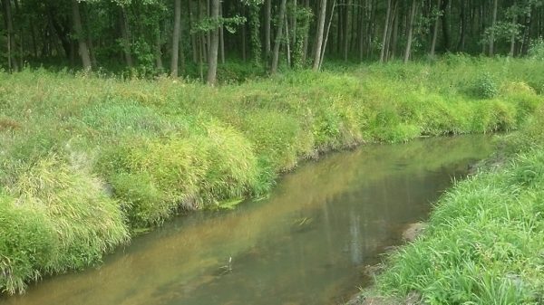 Загрязнение реки Быковки в Раменском районе прекратили по требованию Минэкологии