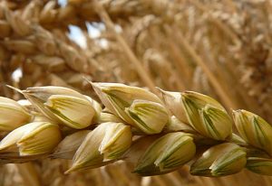 В Московской области собран рекордный урожай зерна
