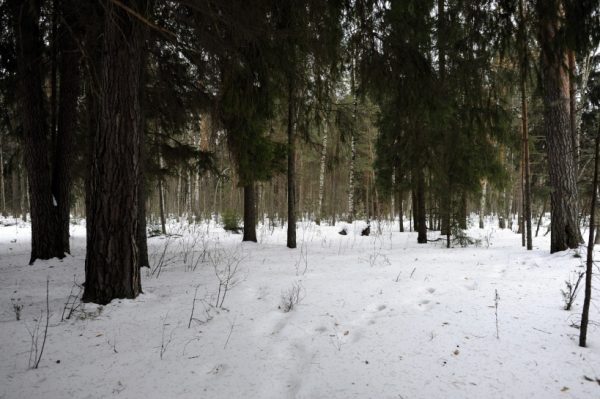 Ели в лесах региона начнут усиленно охранять от незаконной рубки с 1 декабря