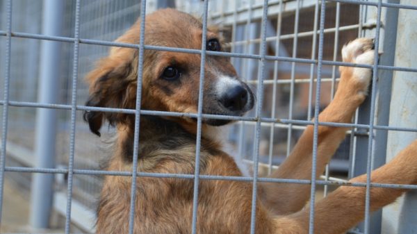 Более 4 тыс. бездомных собак отловили в Подмосковье в 2017 году 