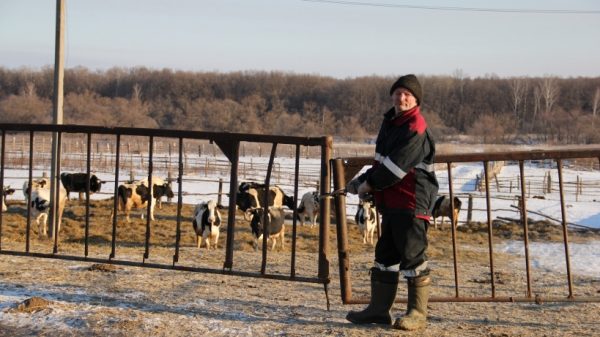 Подмосковное сельское хозяйство закупило установку для улучшения кормления скота за 400 тыс. рублей