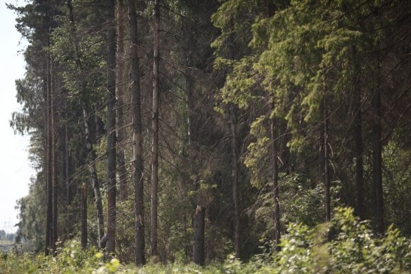 Более 10 га земель лесного фонда Подмосковья освободили от самозахвата в 2018 году