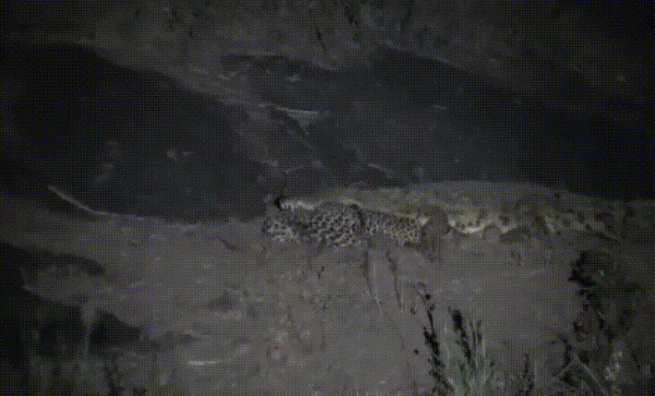 Огромный крокодил с леопардом в пасти попал на видео