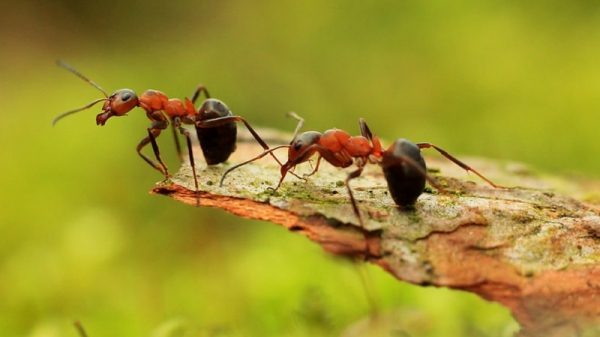 Заказник с колониями лесных муравьев в Щелковском районе приобрел четко описанные границы