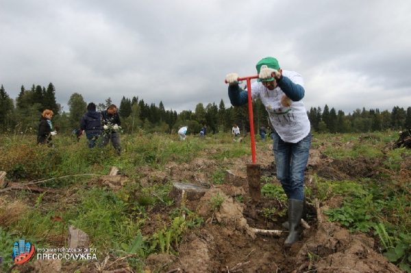 Около 200 молодых деревьев посадили в ходе областной акции в Красногорске