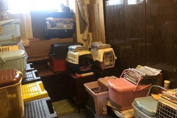 Жительница Купавны превратила свою квартиру в концлагерь для кошек