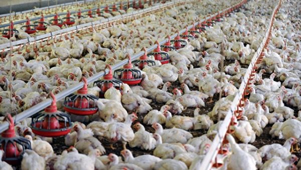 В Подмосковье открыли птичник на 45 тысяч цыплят-бройлеров