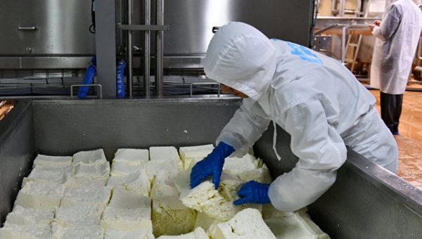 Почти 900 млн руб выделено на строительство сырного кластера в Подмосковье