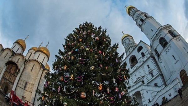 В Подмосковье 16 декабря срубят столетнюю ель для Кремля