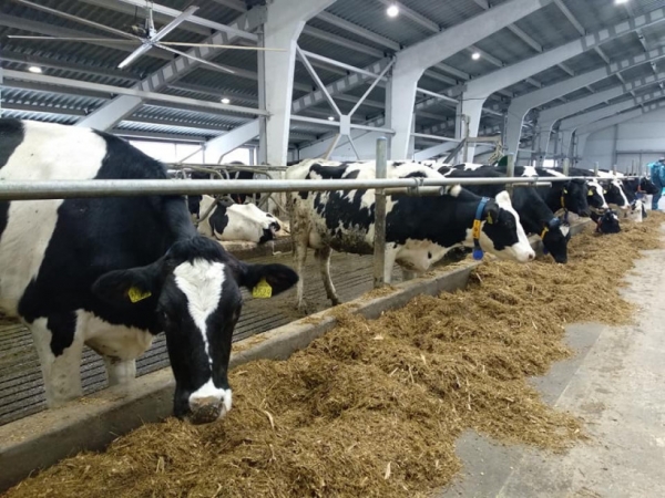 Более 40 млн рублей получат подмосковные фермеры на создание молочного производства