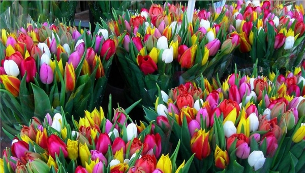 К 8 Марта можно купить подмосковные тюльпаны по цене 35 рублей за штуку, розы - от 50 рублей