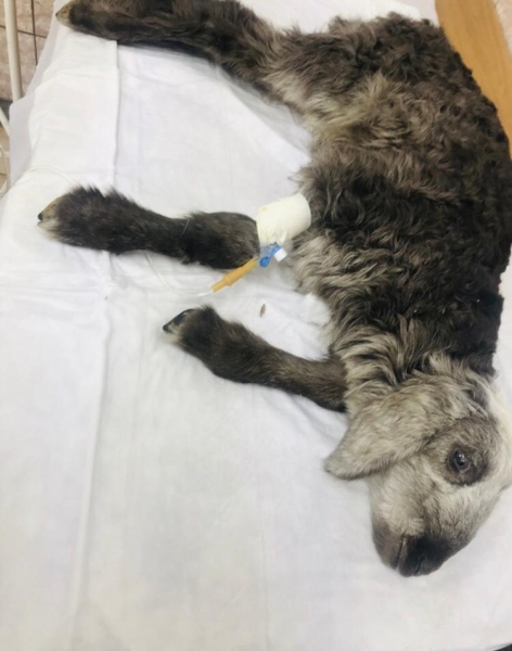 В Серпуховской ветеринарной клинике спасли  ягнёнка с черепно-мозговой травмой