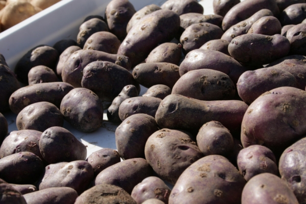 Завершается уборка картофеля в Подмосковье, собрано рекордных 428 тыс. тонн