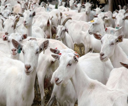 Молокоперерабатывающее предприятие с племенным разведением коз появится в Коломенском городском округе в 2021 году
