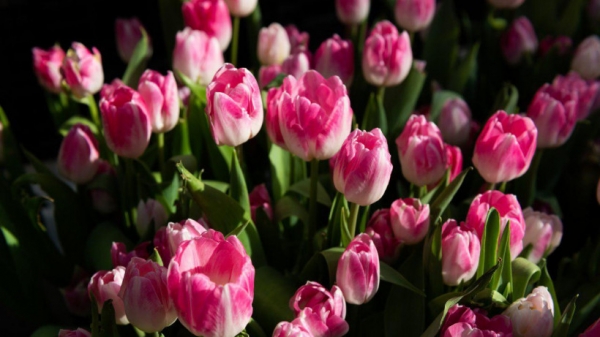 Разин: в преддверии 8 марта дефицита цветочной продукции в регионе не ожидается