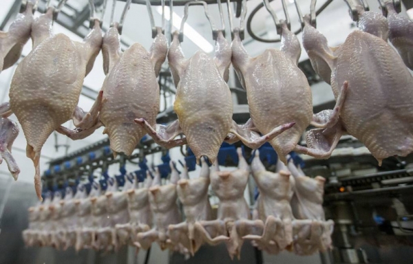 Свыше 111,5 тысяч тонн мяса птицы произвели в Подмосковье за полгода