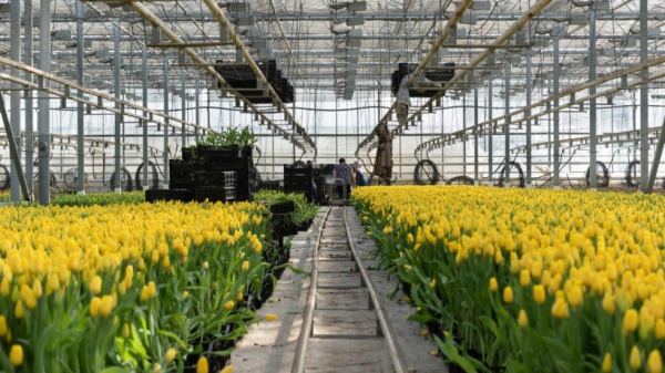 Разин: в преддверии 8 марта дефицита цветочной продукции в регионе не ожидается