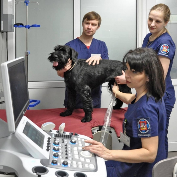 Более 500 звонков о ветеринарной помощи поступило в единый колцентр Подмосковья с 1 ноября
