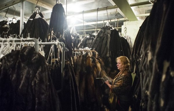 Российские торговцы меховыми изделиями могут массово свернуть бизнес из-за маркировки шуб