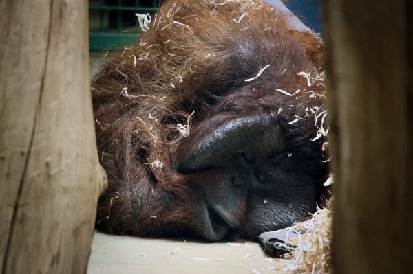  В Калининградский зоопарк привезли из Дании 105-килограммового орангутана