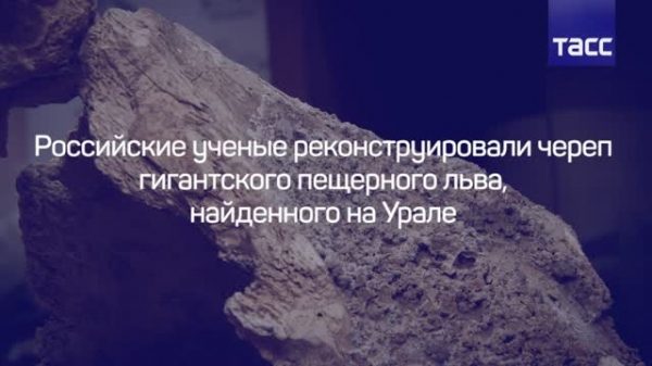 Ученые обнаружили на Дальнем Востоке останки животных, живших 50 тыс. лет назад