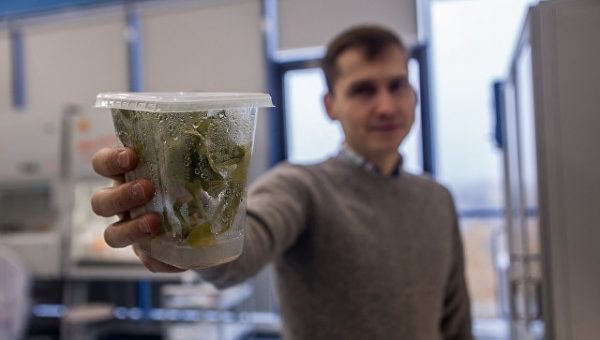 Табачная пыльца поможет ученым из России найти педаль "газа" у растений 
