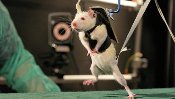 Ученые из России и Швейцарии избавили крыс от "застарелого" паралича 