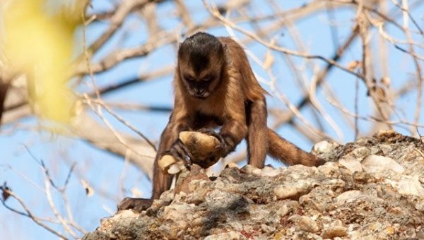 Открыты обезьяны умеющие изготавливать каменные орудия труда 